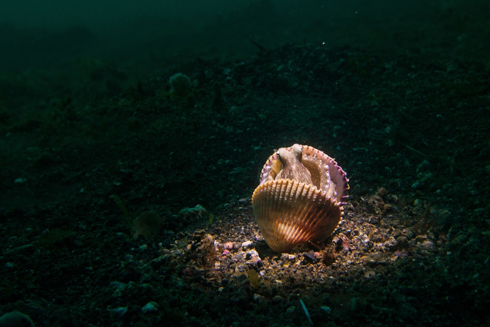 A coconut octopus hiding in a seashell.