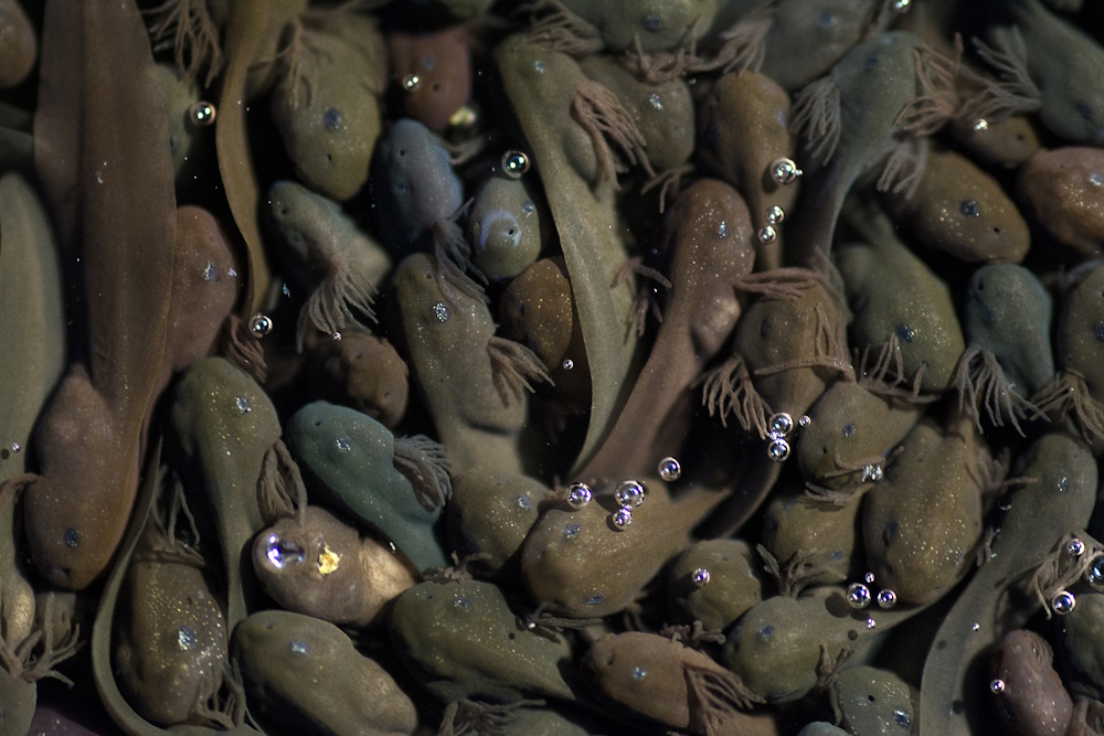 A mass of tadpoles.