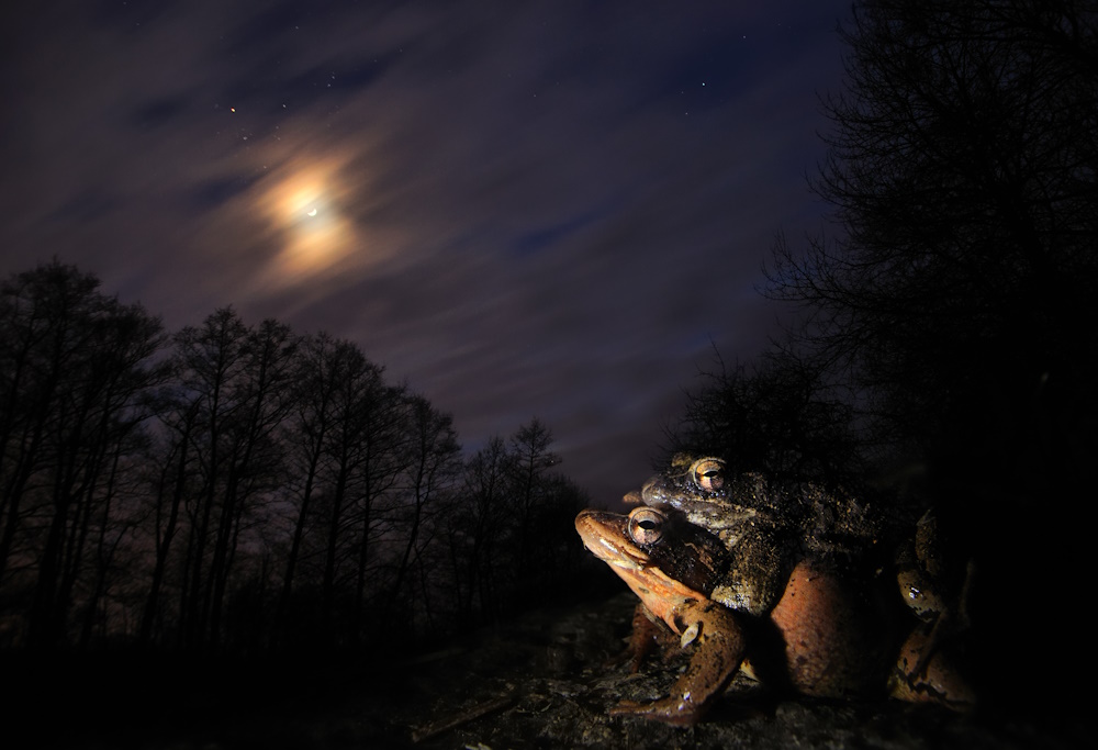 Frogs mating in the moonlight.