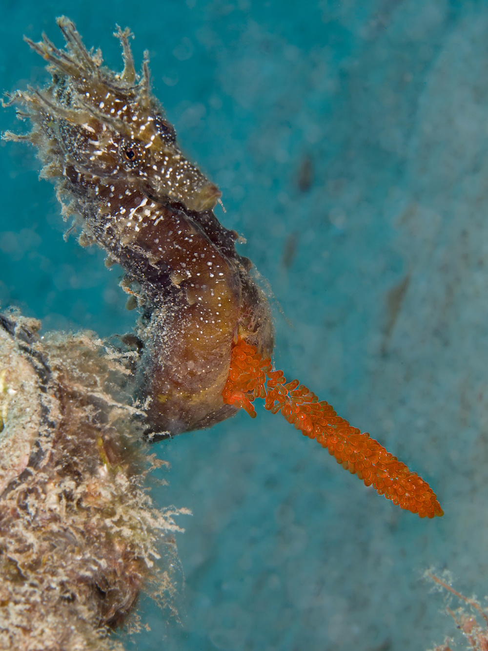 A seahorse exposing its eggs.