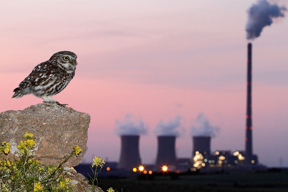 An owl overlooking a power plant.