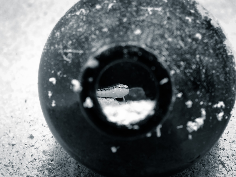 A small fish looking through an empty beer bottle.