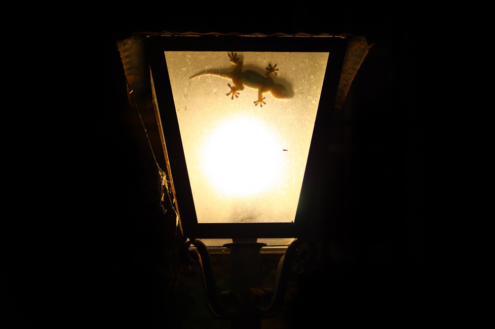 A lizard hunting in a streetlamp.