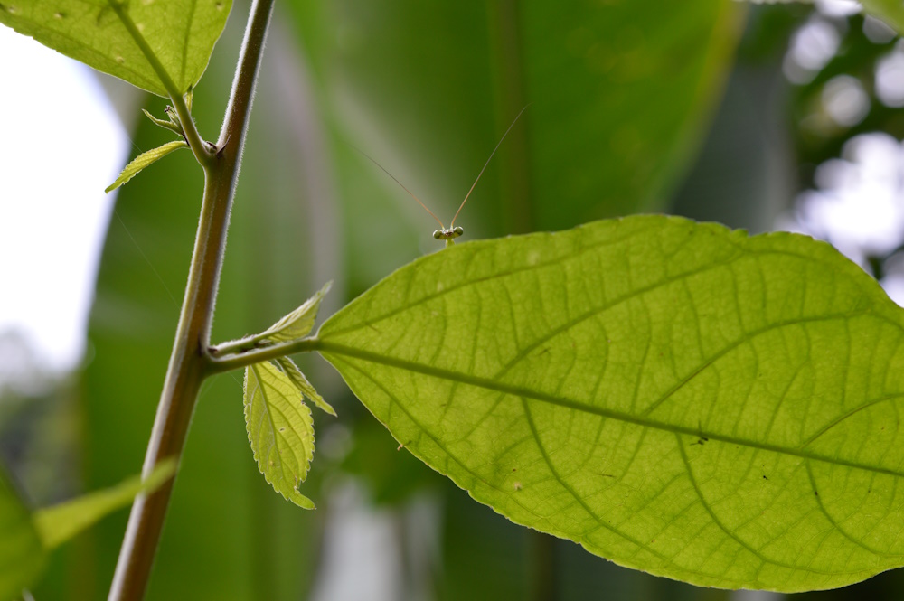 A praying mantis peaking over the edge of a leaf.