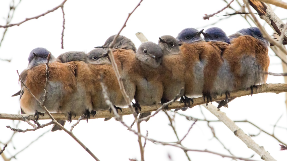 A row of birds sat on a tree branch.