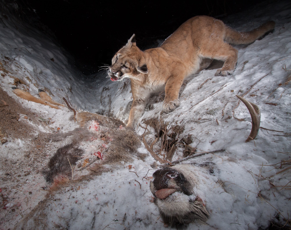 A mountain lion feasting on a frozen carcass. 