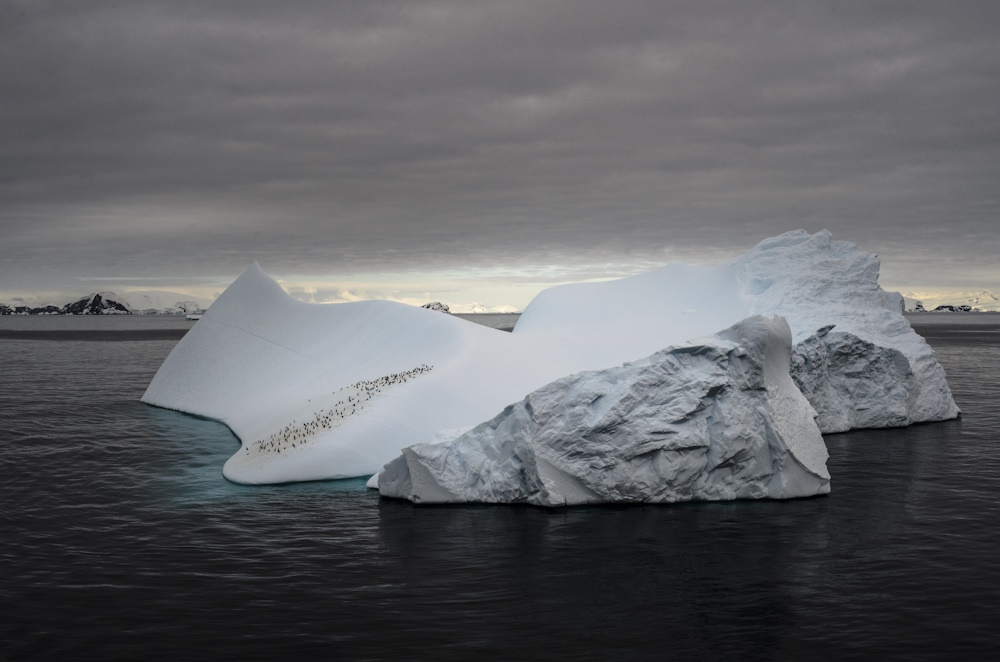 Seabirds resting on an iceberg.