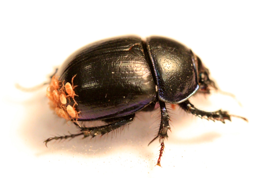 A beetle.