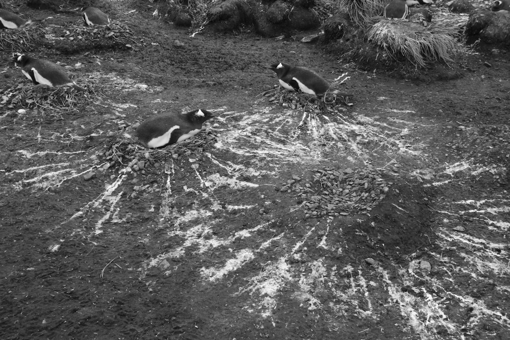 Gentoo penguins in their nest.