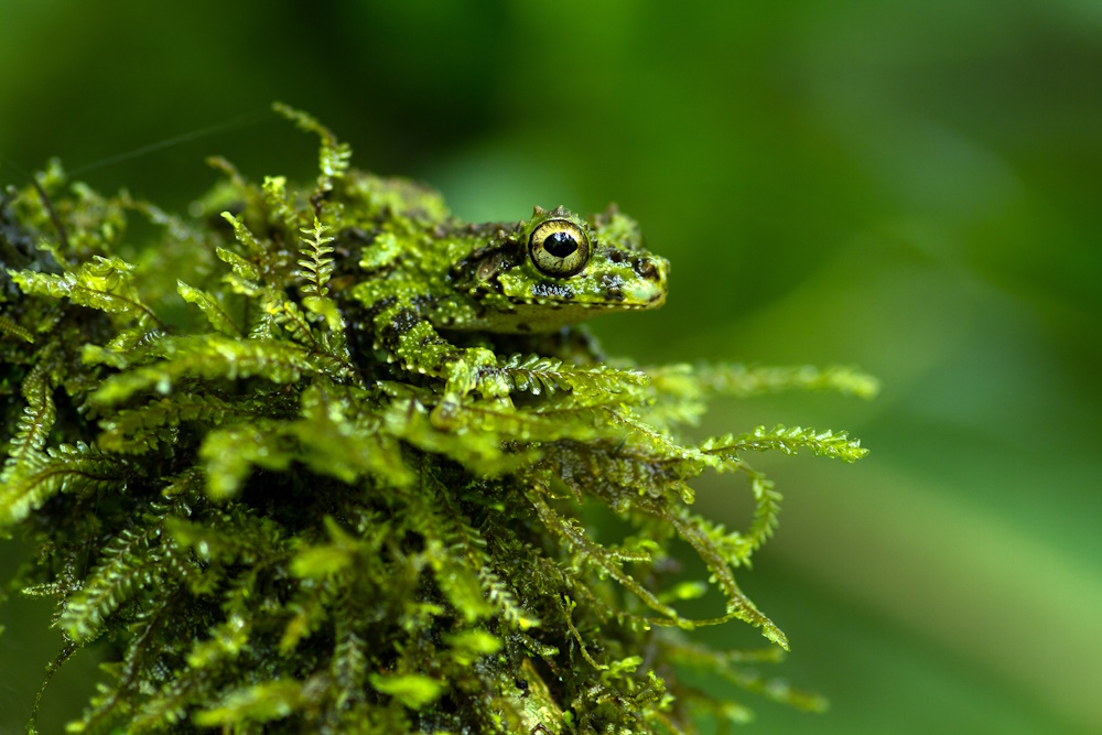 A camouflaged frog. 