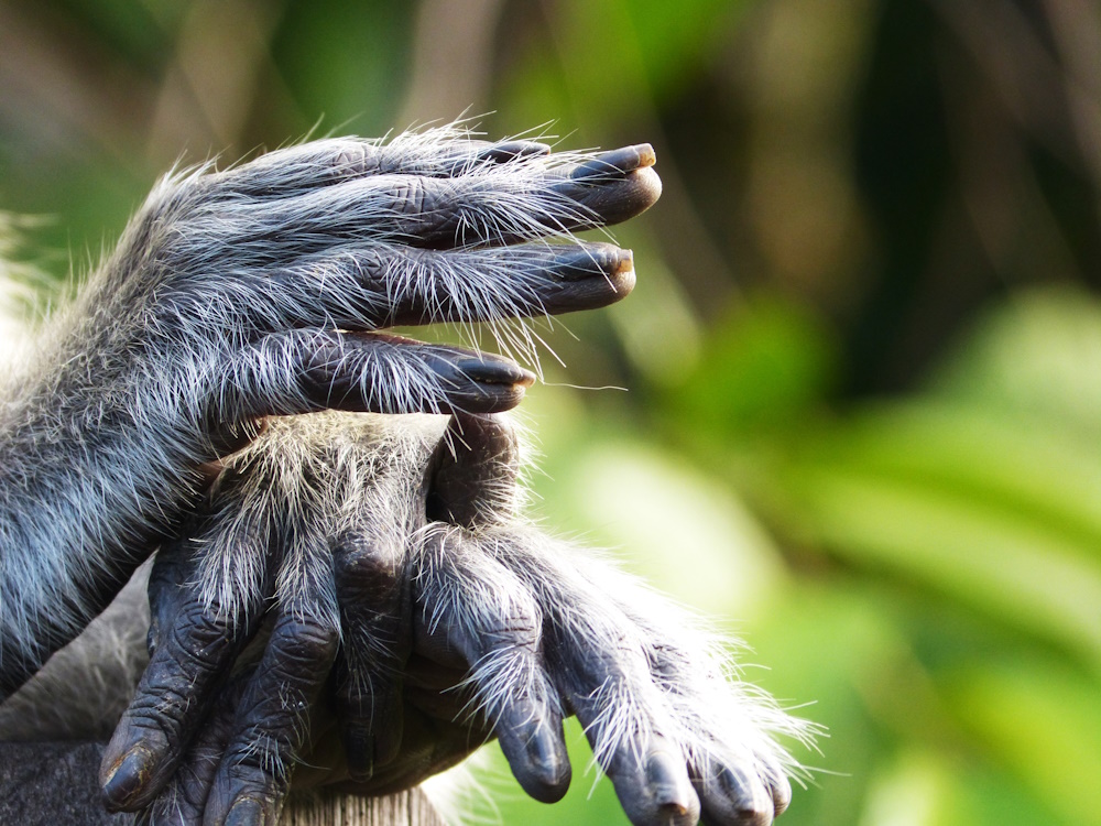 A monkeys hands.