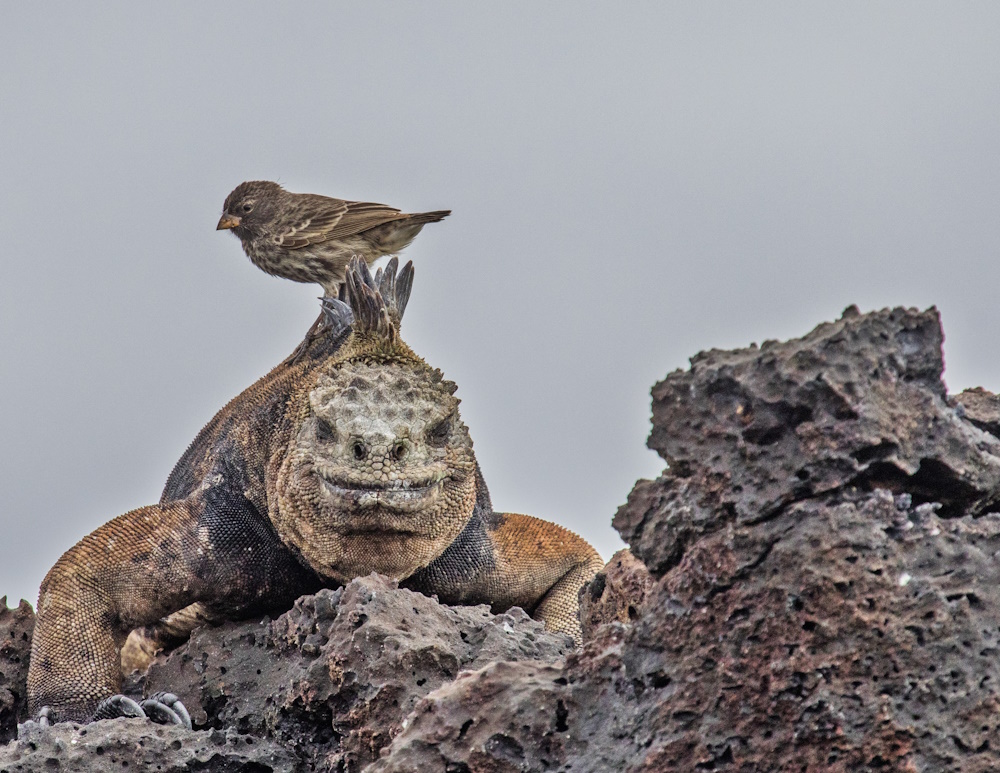 A bird sitting on an iguana.