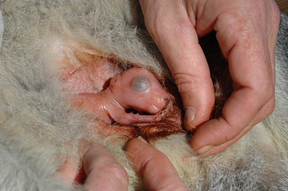 A marsupial fetus.