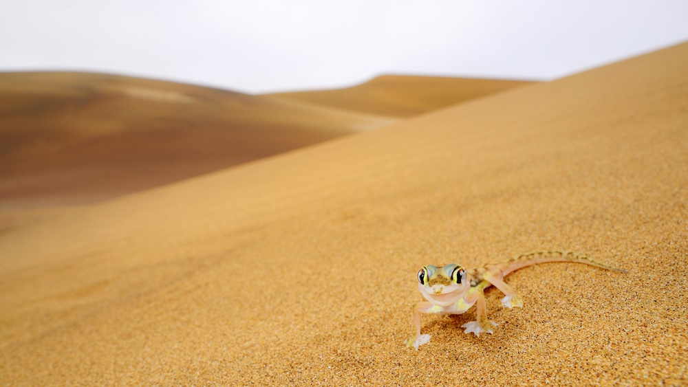 A tiny gecko in the desert.