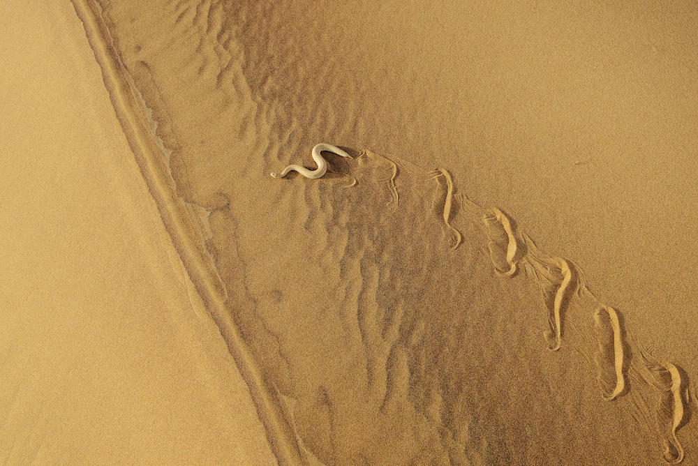 A snake in the sand.