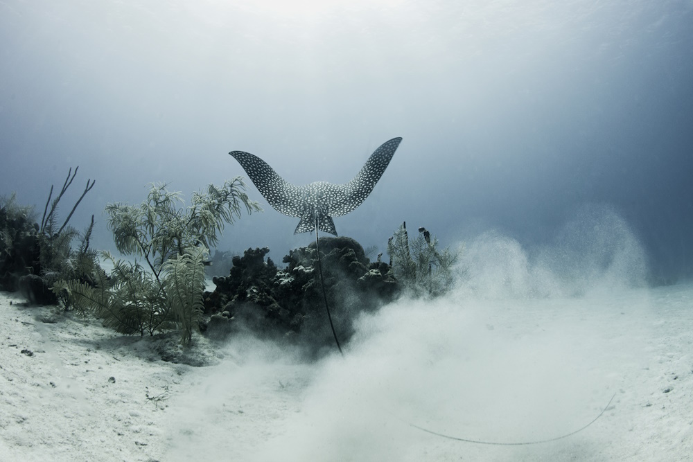 A stingray on the ocean floor.