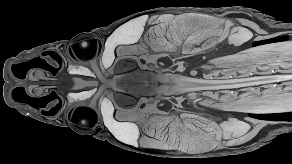An X-ray of a ratsnake's head.