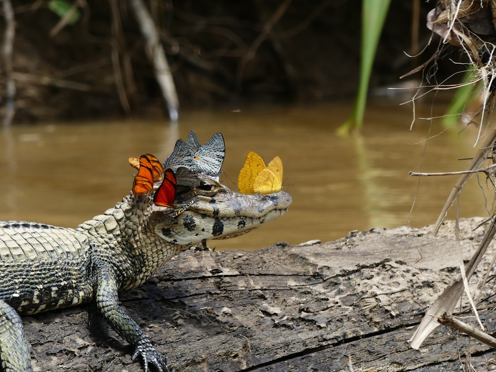 Butterflies sitting on the head of a caiman.