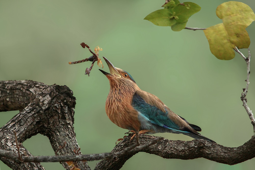 A bird eating an insect.
