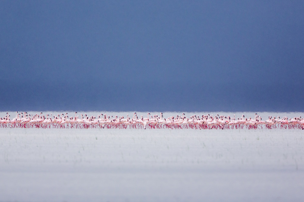 A large group of flamingos.