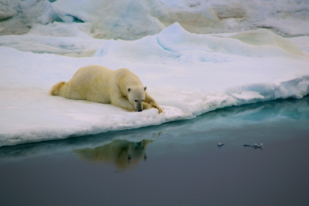 A polar bear sitting on ice.