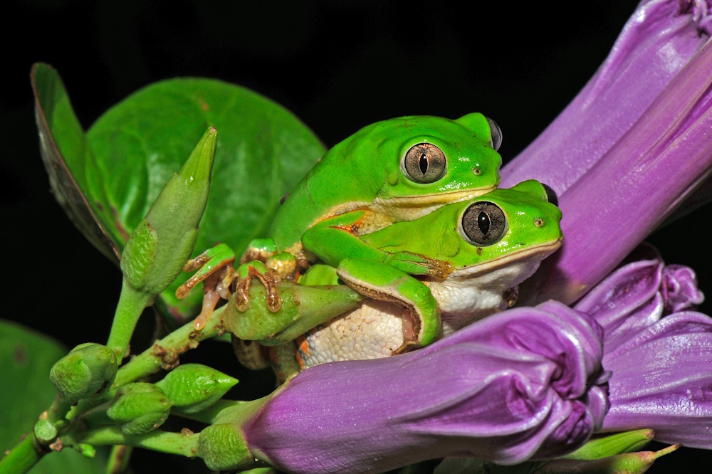 Two frogs mating.