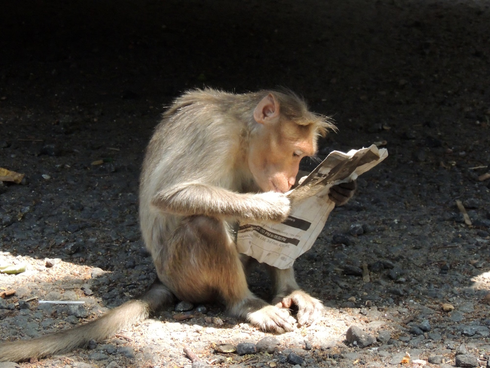 A monkey reading a newspaper.