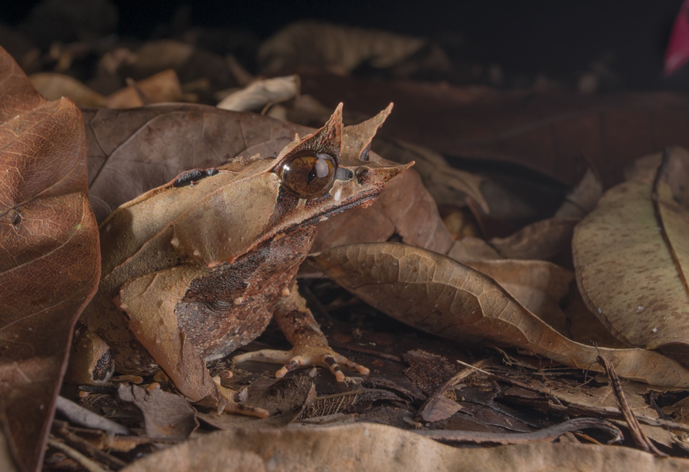 A bornean horned frog disguised amongst a pile of leaves.