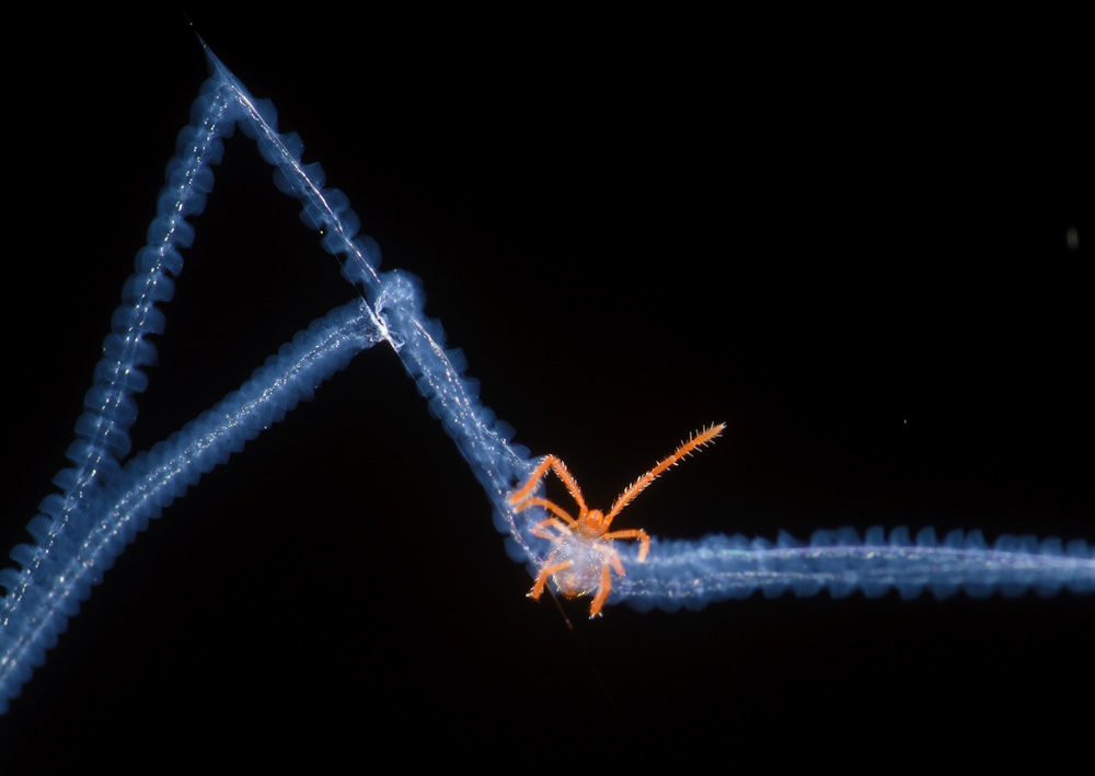 An acari trapped in a spiderweb.
