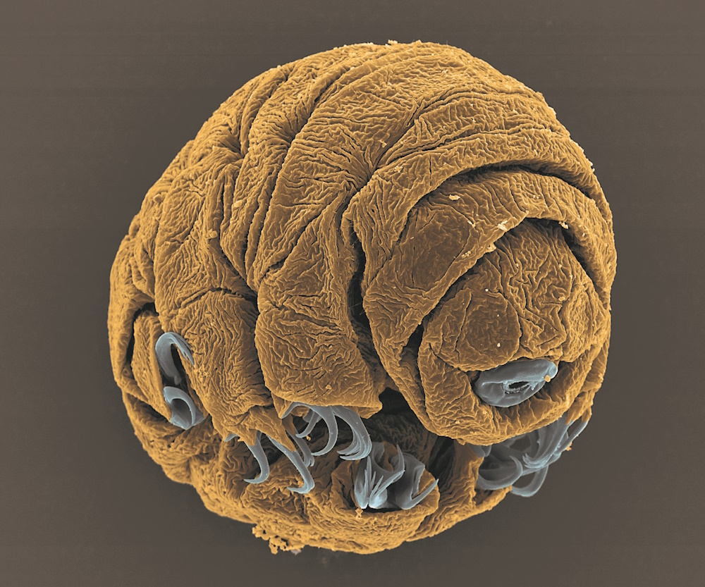 A water bear embryo.