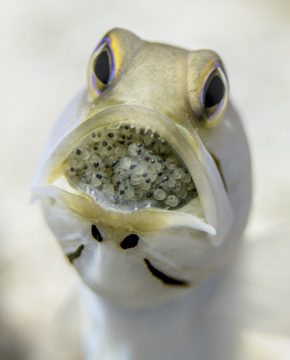 A fish holding eggs in its mouth.