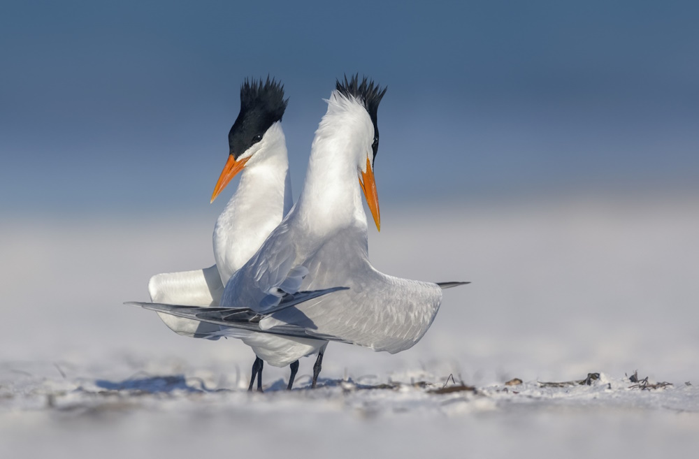 Two Royal Terns in courtship display.