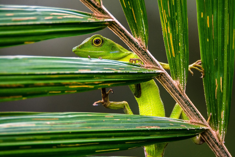 A lizard on a plant stem.