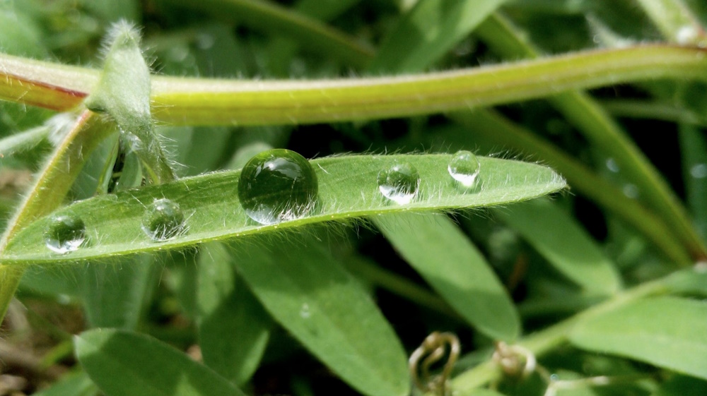 Water droplets on a leaf.