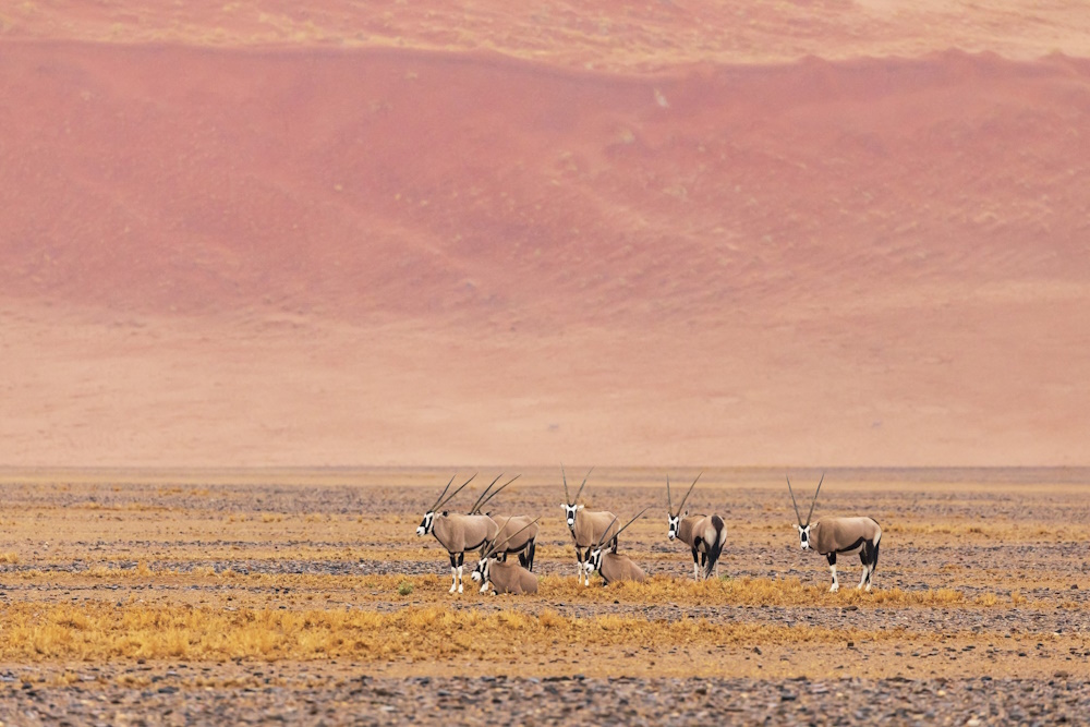 Oryx resting in an arid place of Namibia.