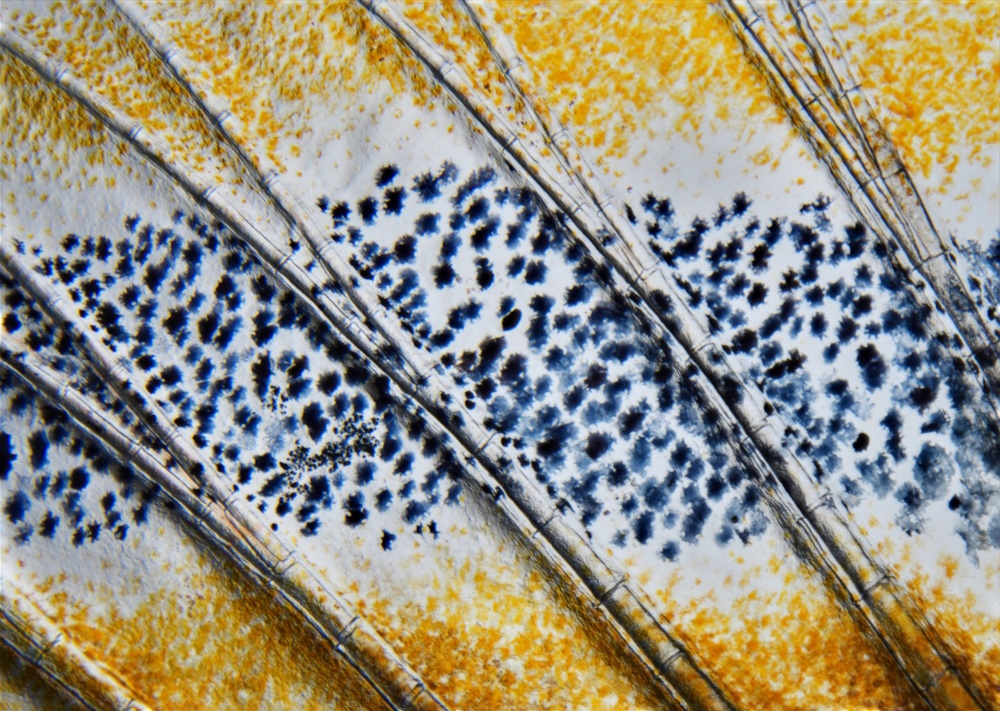 Cells of a zebrafish.