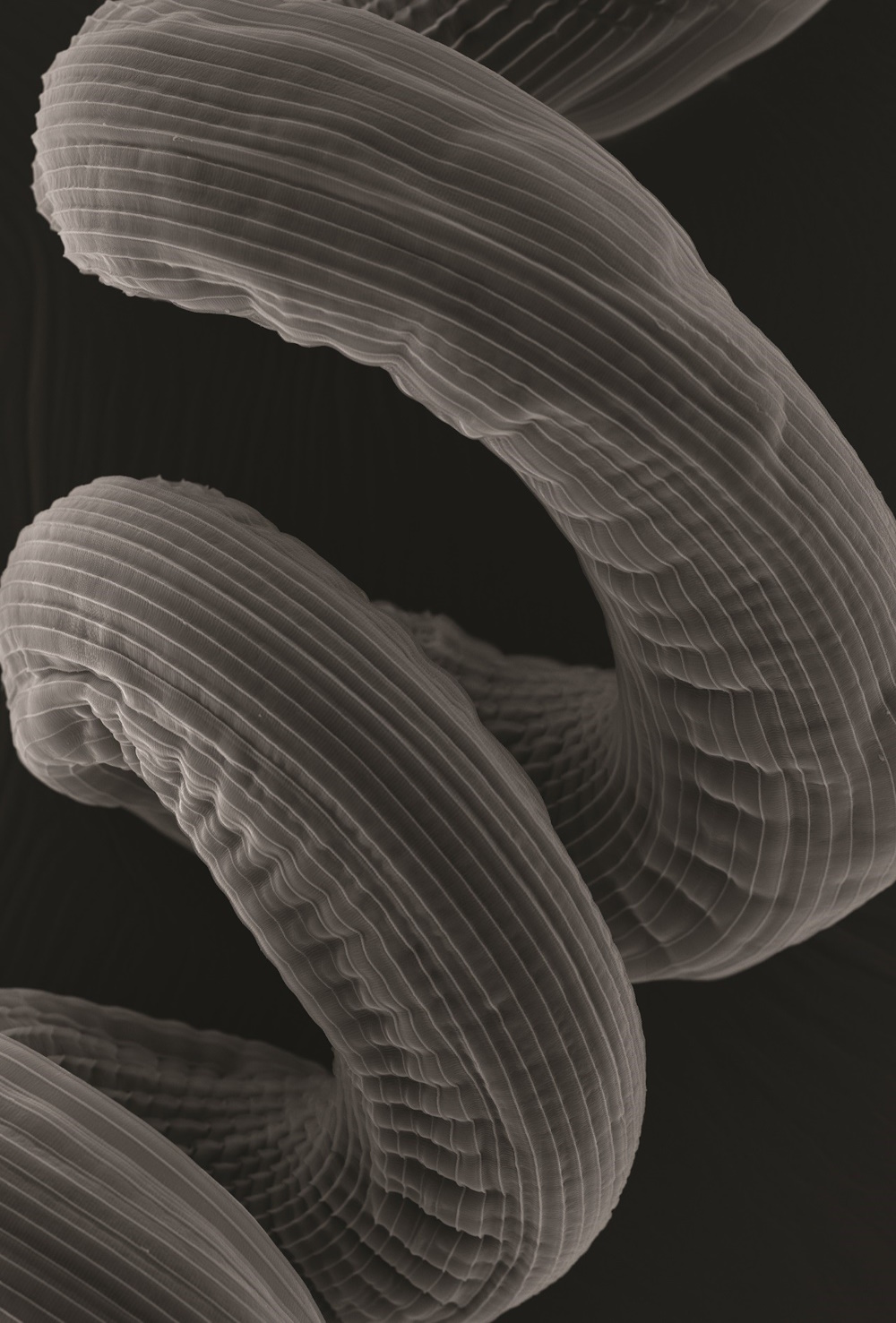 A micro-image of a parasite.