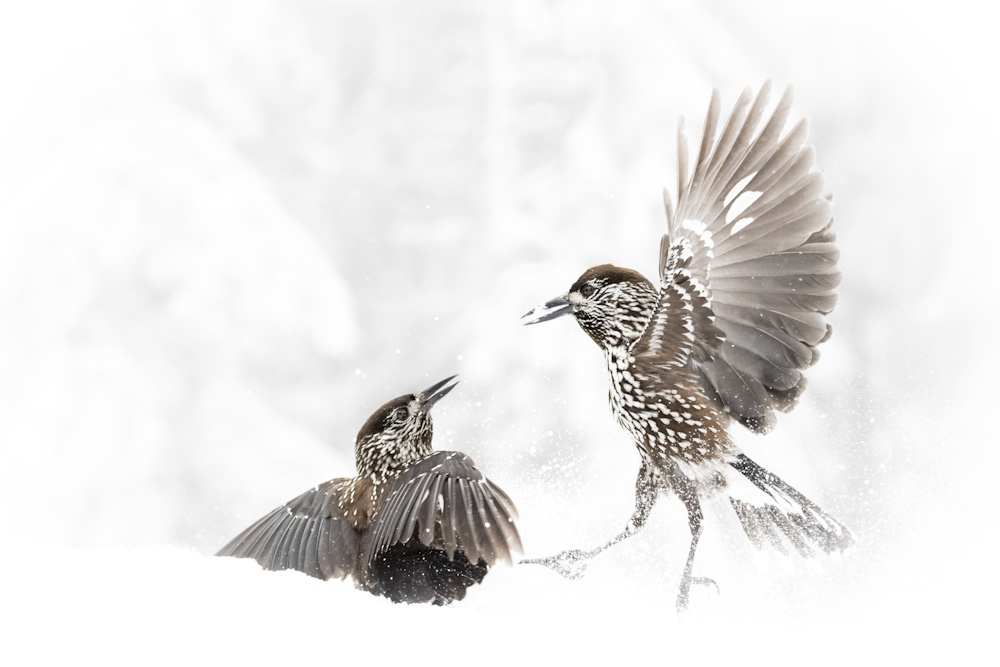 Two Northern Nutcrackers fighting over food in a wintery landscape.