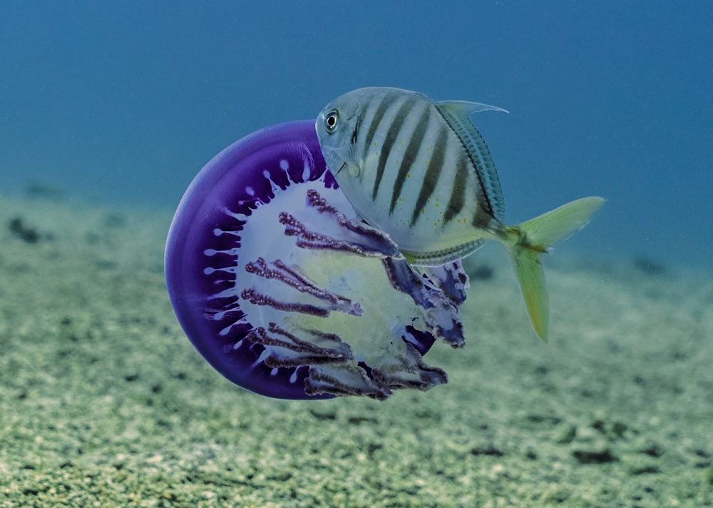 A fish feeding on a jellyfish.