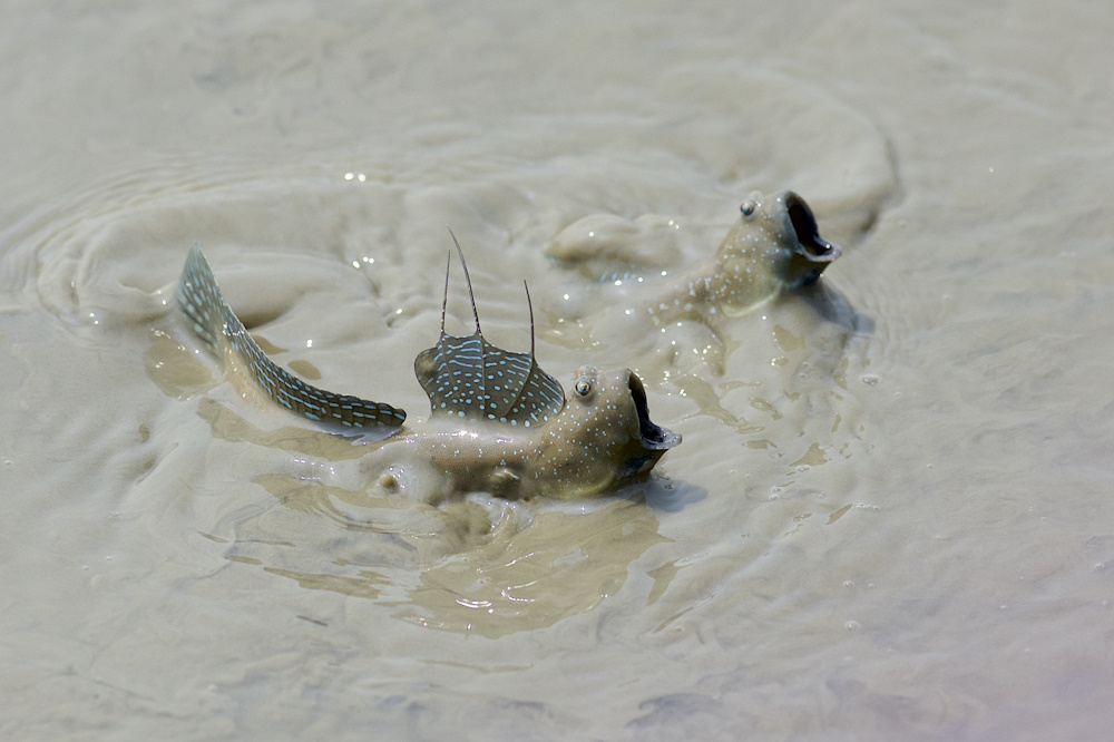 Bluespotted muskippers in muddy water.