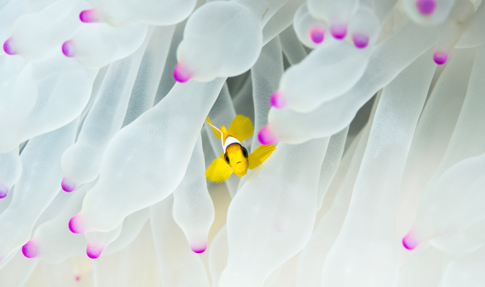 A juvenile Red Sea clownfish looks out from between the clear tentacles of a bleaching sea anemone.