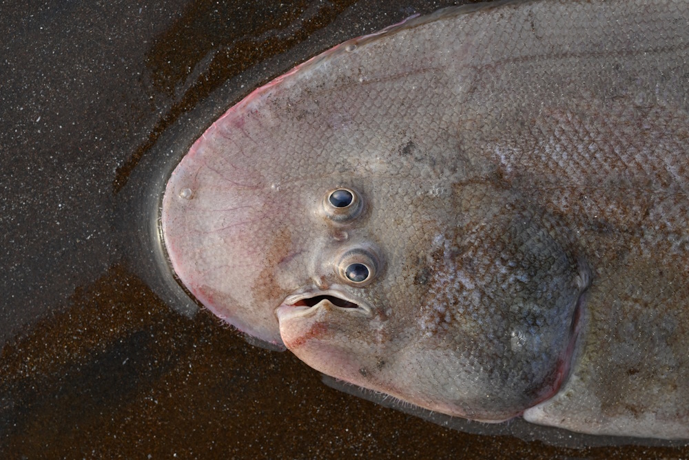 Flatfish eyes