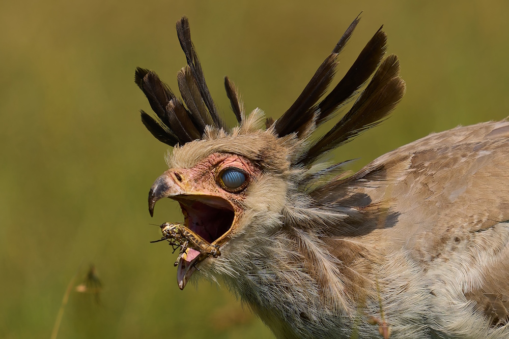 Secretary Bird