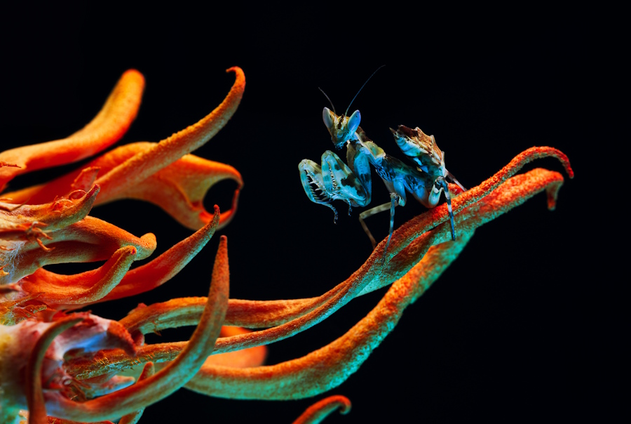 'The Colour Out of Space'  Creobroter sp. yunnan on Cordyceps sp  by Irina Petrova Adamatzky