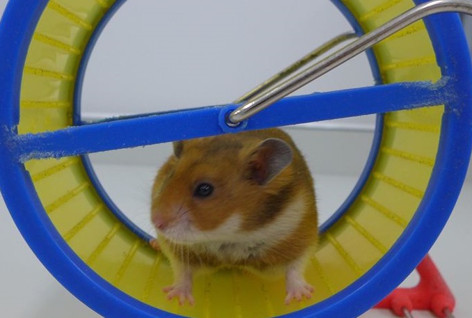 How do you know if your hamster is happy? | Royal Society