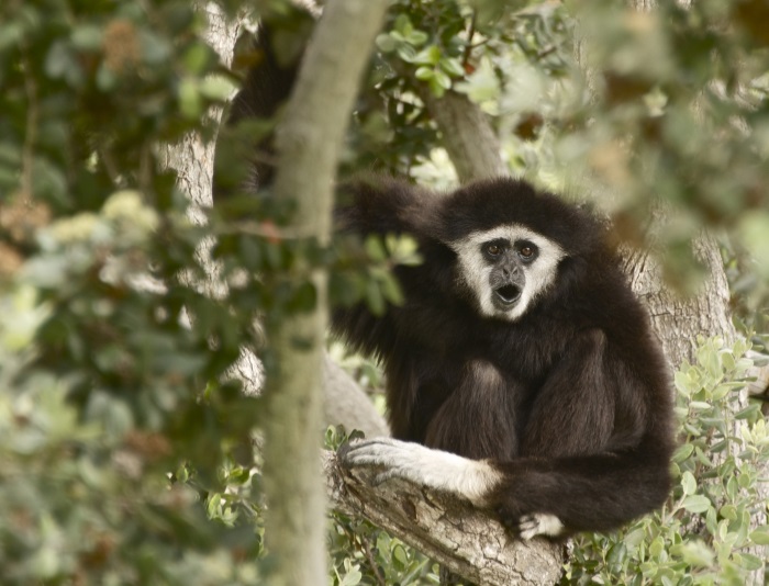 Gibbon in a tree