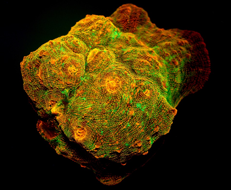 Fluorescence of the the reef coral Echinophyllia sp. Image: E. Smith