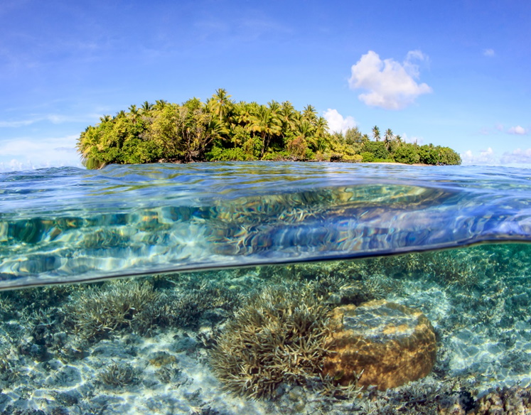 Coral colonies growing in clear shallow waters surrounding a tropical islet in the Majuro Atoll of the Marshall Islands, Pacific Ocean 
