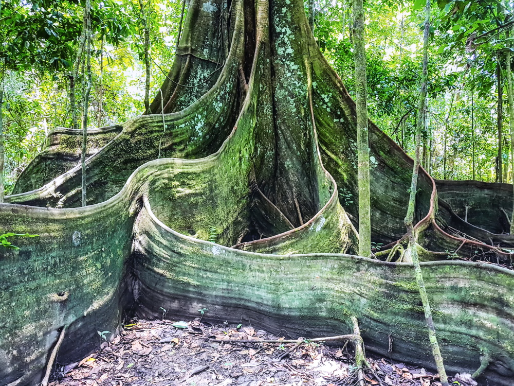 Amazon rainforest understorey with buttress roots