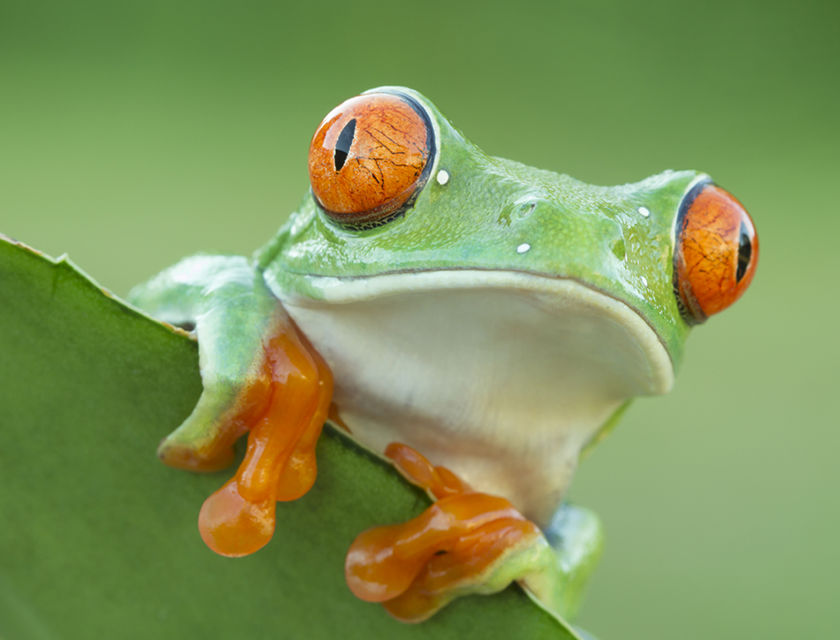 Red-eyed Tree Frog peeping over plant